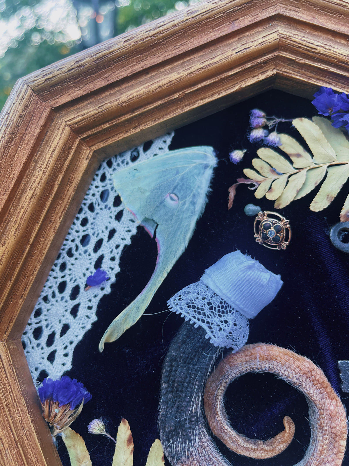 Nature's Key - Oddity Frame