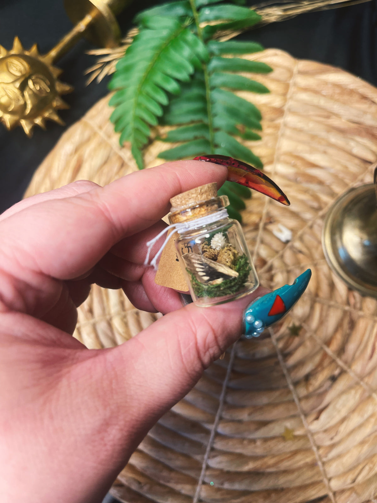 Striped Wing - Medium Oddity Jar