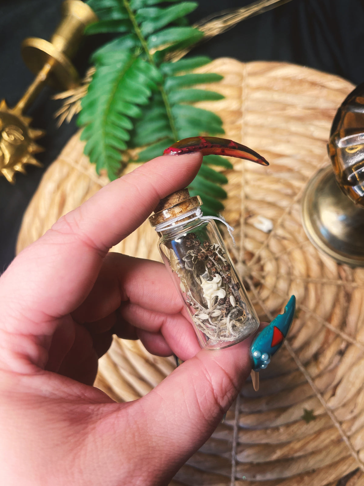 Snake Vertebrae - Large Oddity Jar