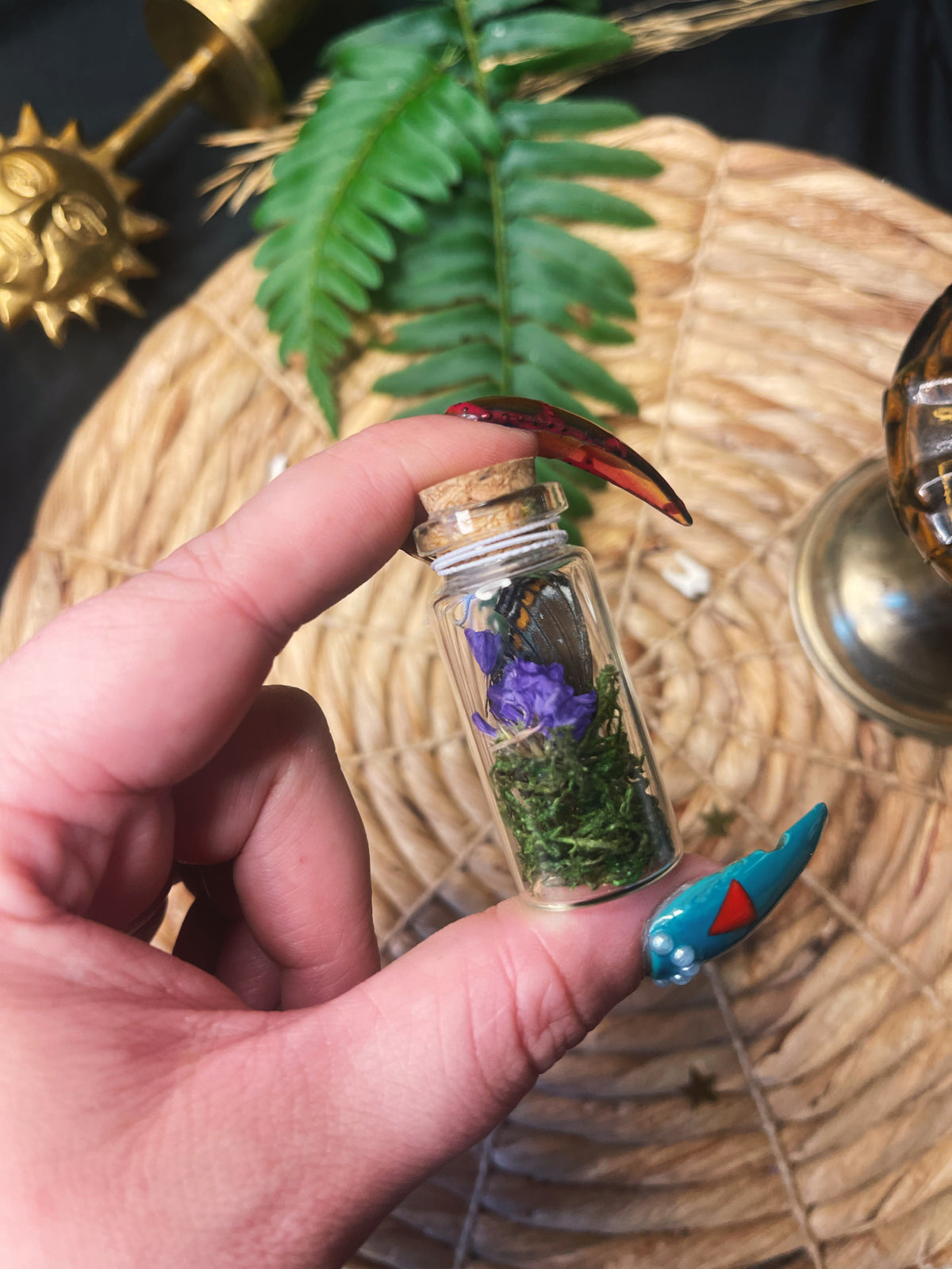 Purple Swallowtail - Large Oddity Jar