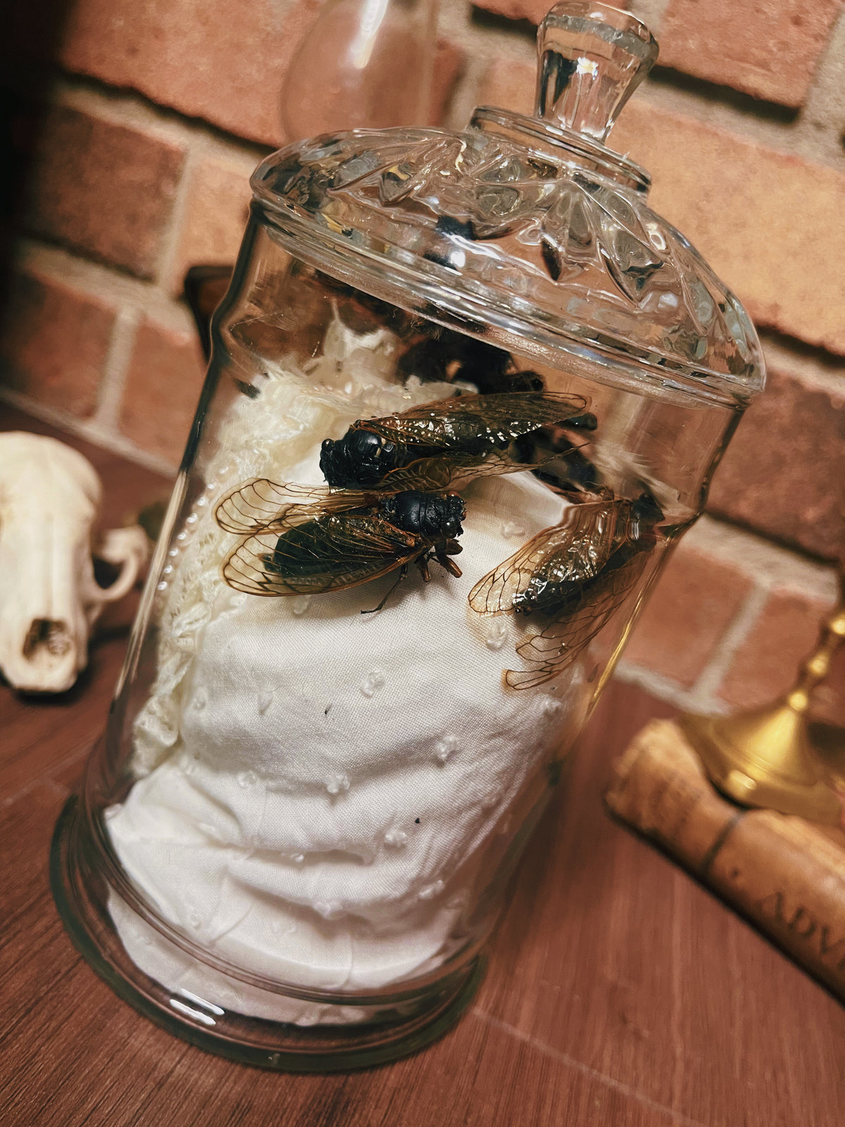 Iris - Oddity Jar