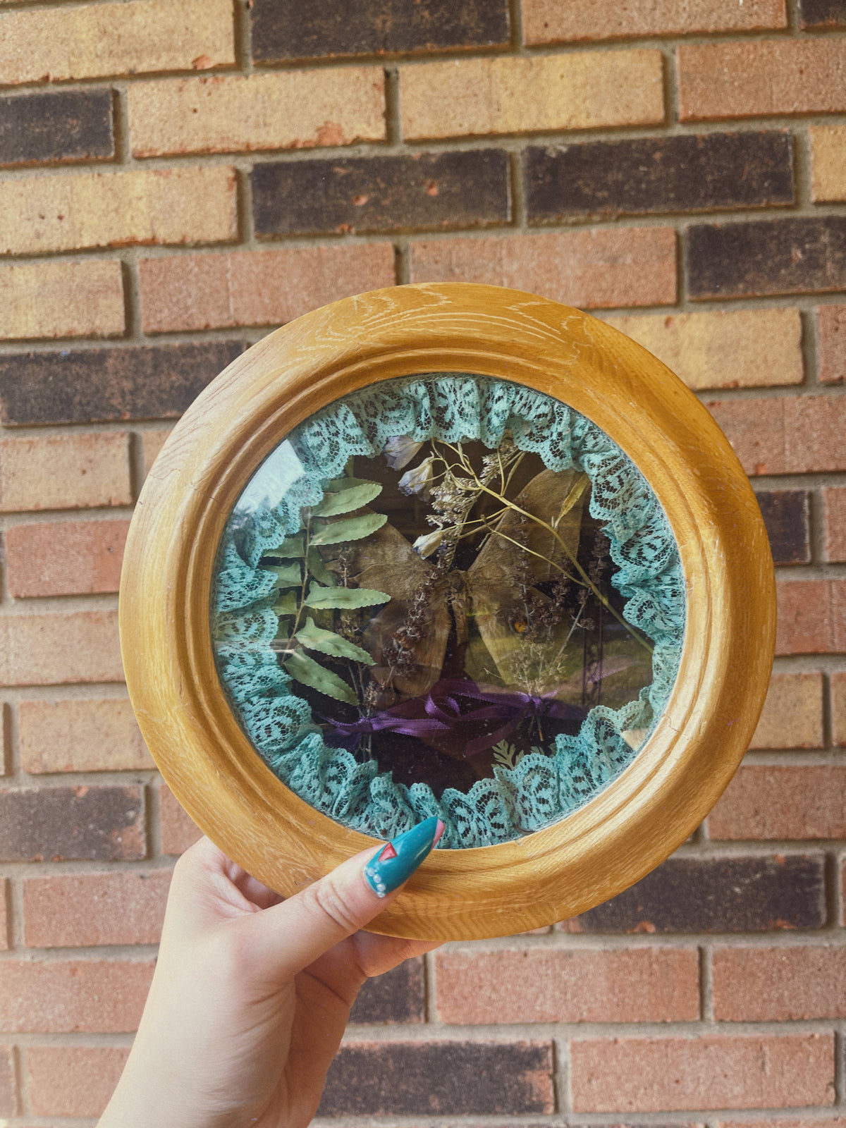 Cottage Moth - Oddity Frame