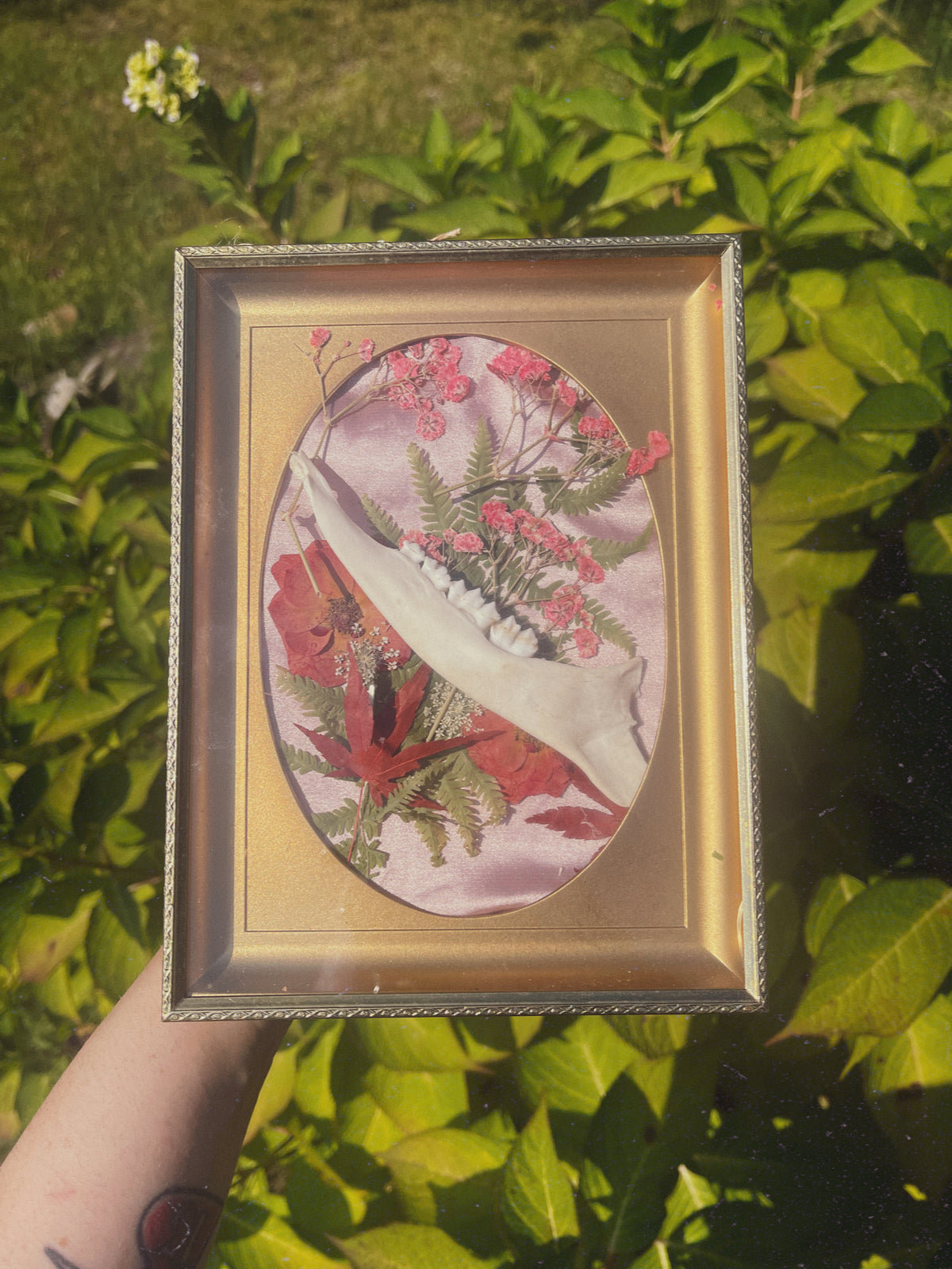 Mandible - Oddity Frame