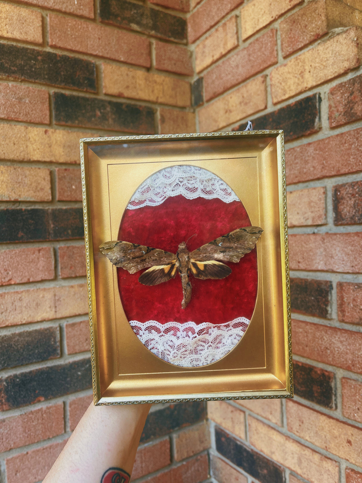 Sphynx Moth - Oddity Frame
