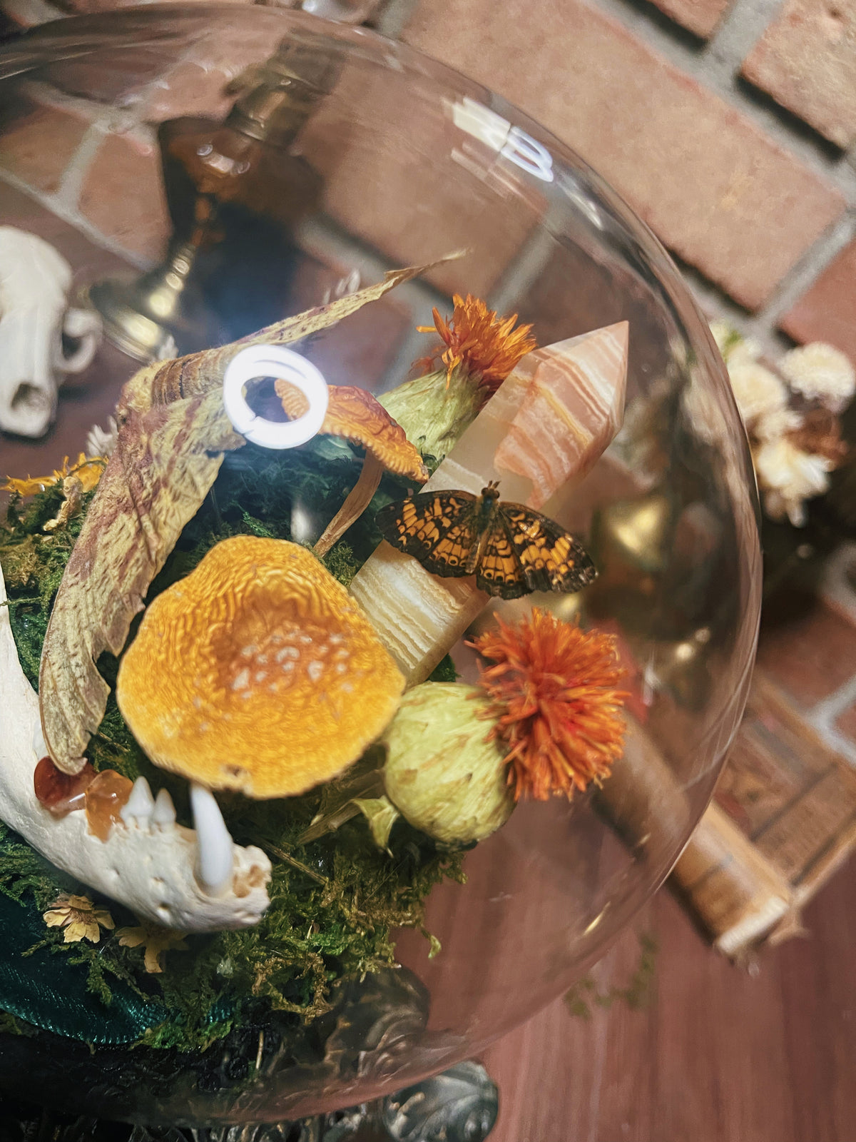 Citrus Sunrise - Oddity Dome