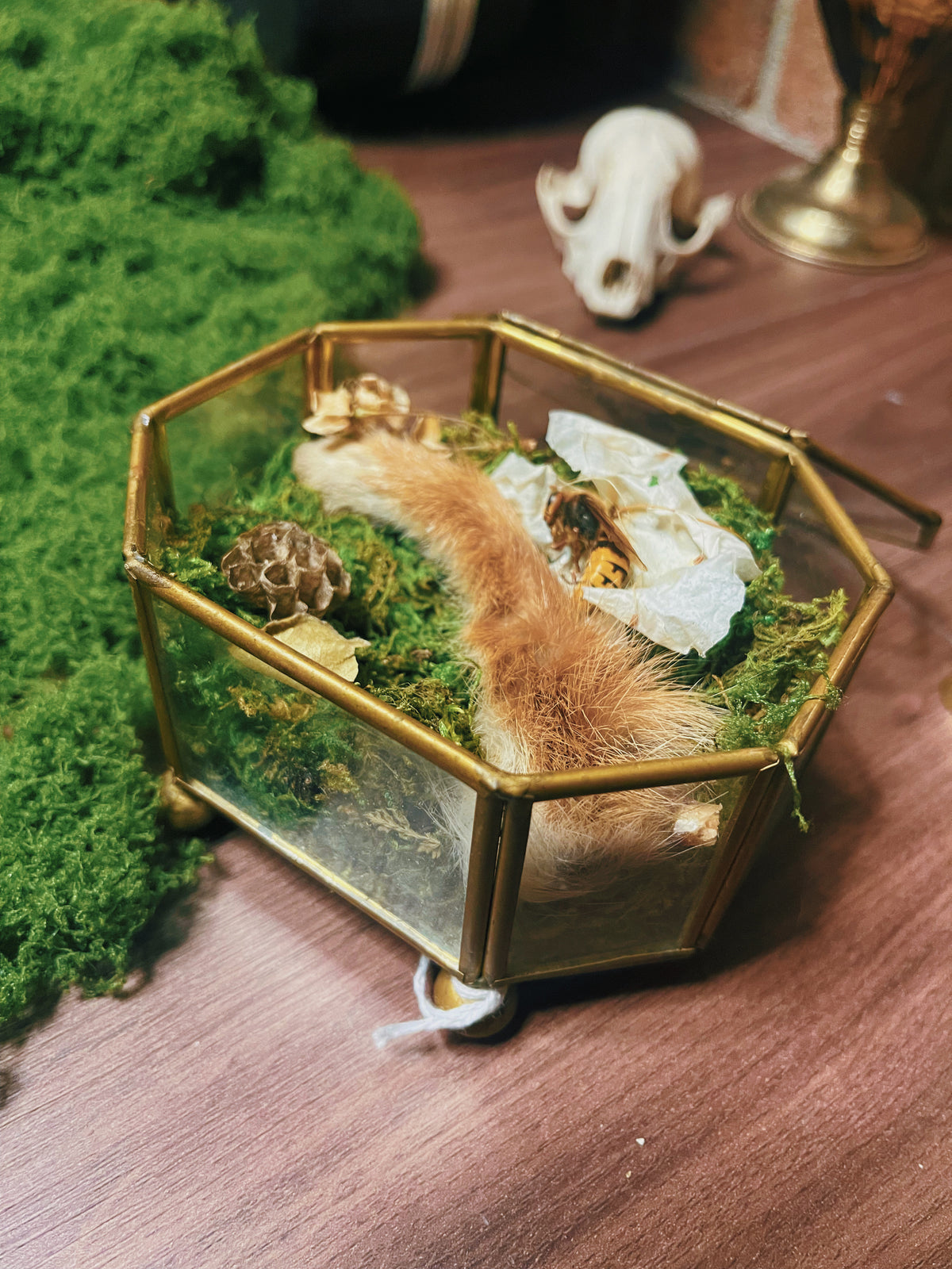 Memorial Box - Oddity Box