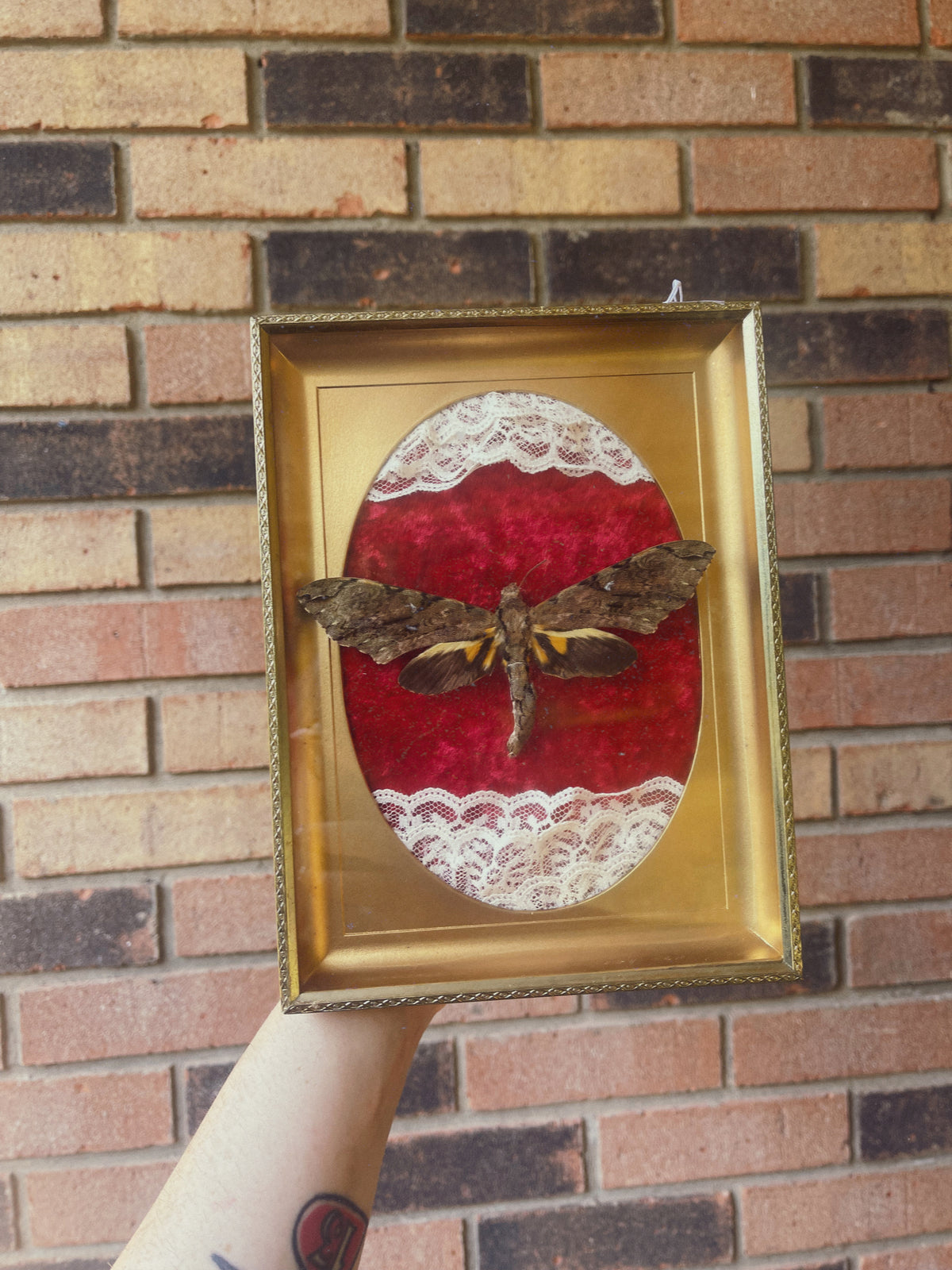 Sphynx Moth - Oddity Frame