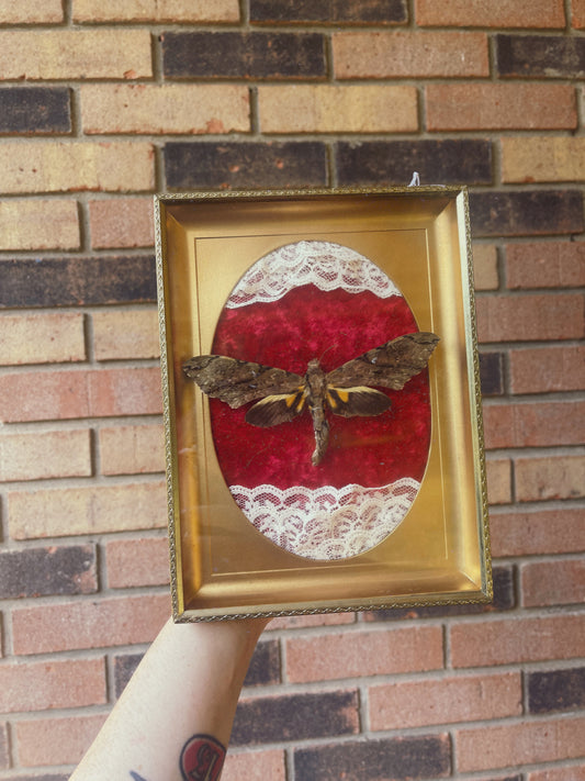 Sphynx Moth - Oddity Frame