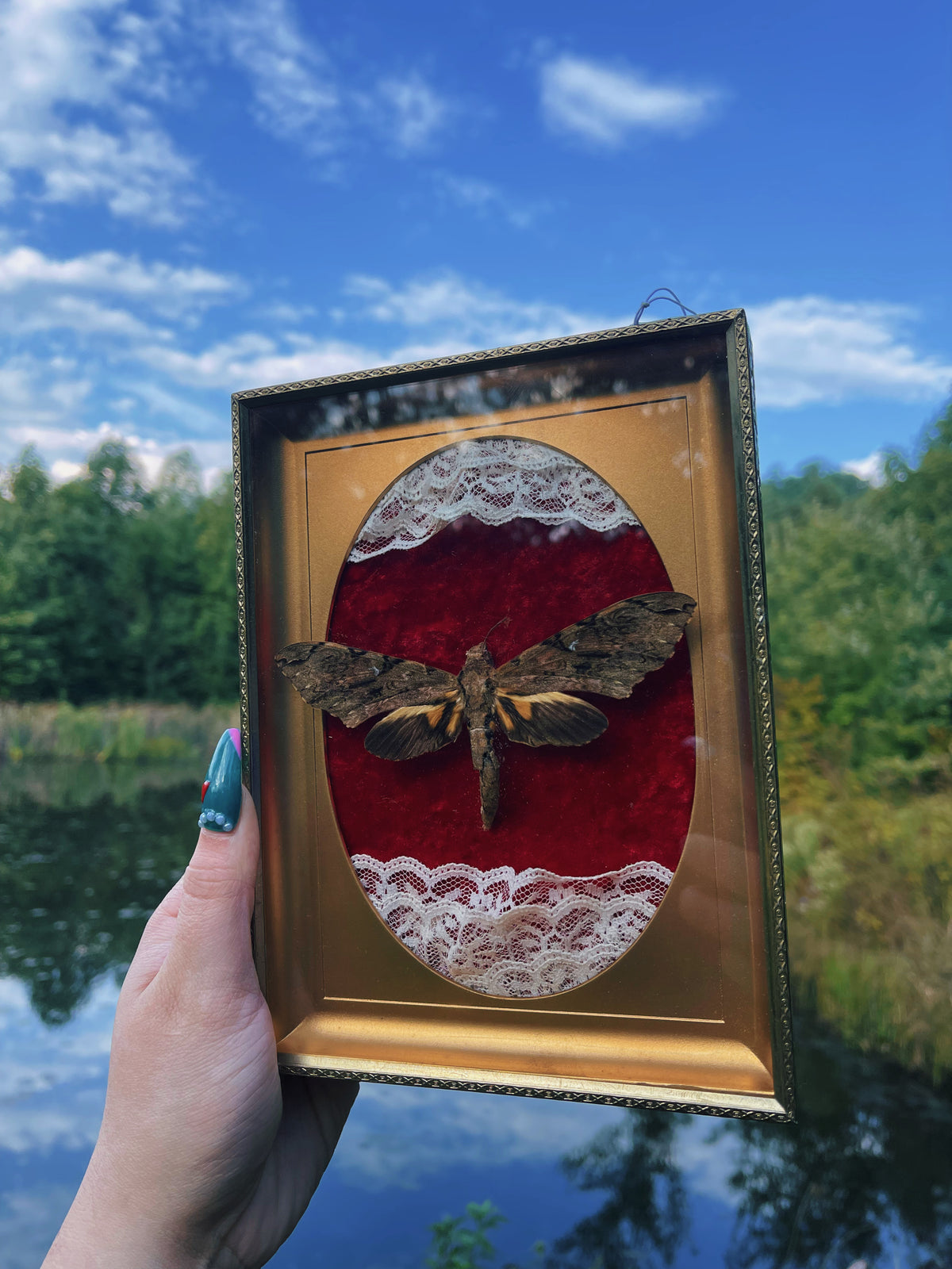 Sphynx Moth - Oddity Frame