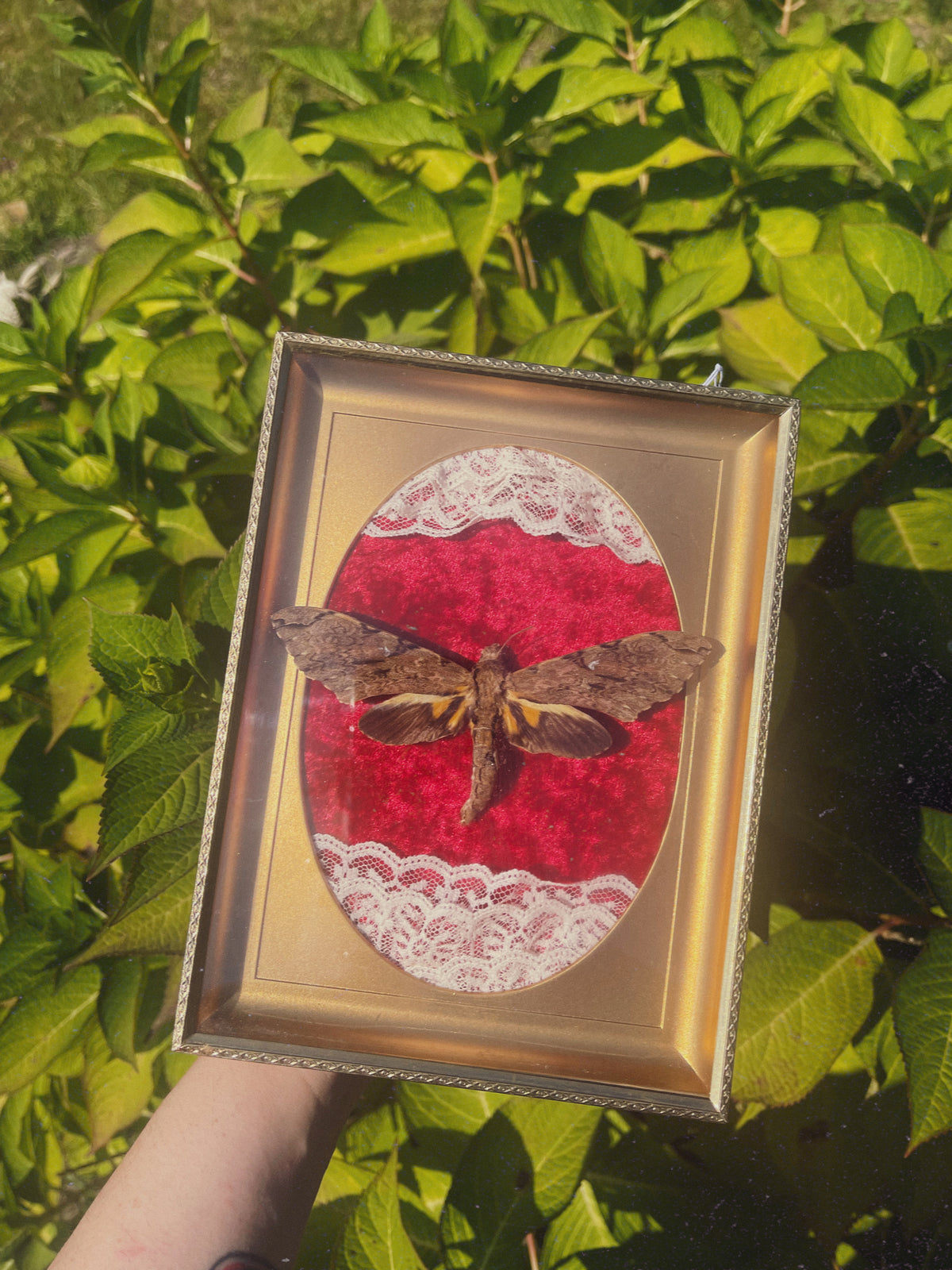 Sphynx Moth - Oddity Frame