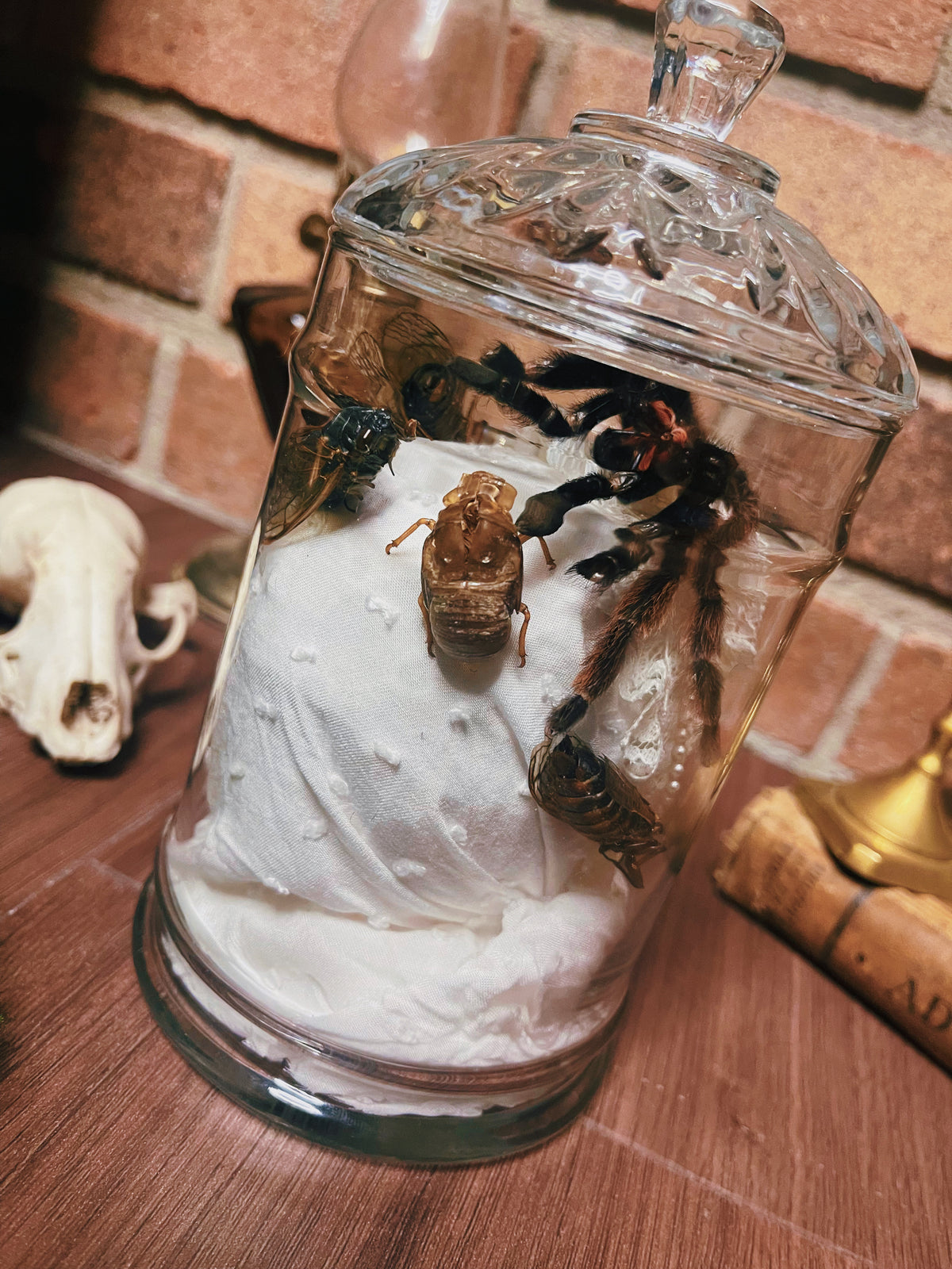 Iris - Oddity Jar