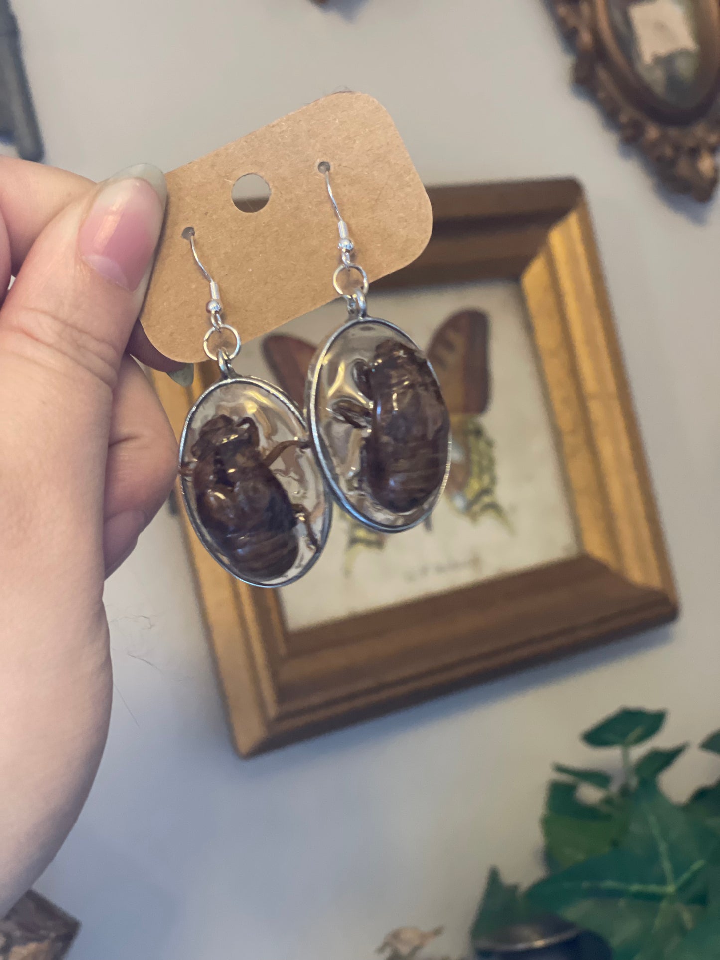 Cicada Shell - Oddity Dangle Earrings